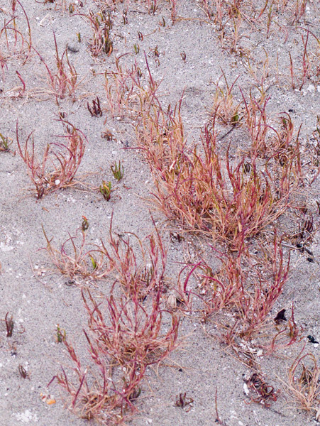 2008-05-02-NitePhoto-1827-2