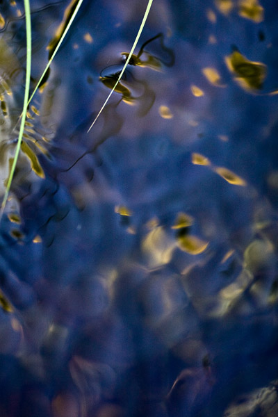 2008-06-15-Sunol-6665