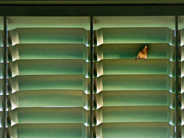 2008-07-05-Misc-2185