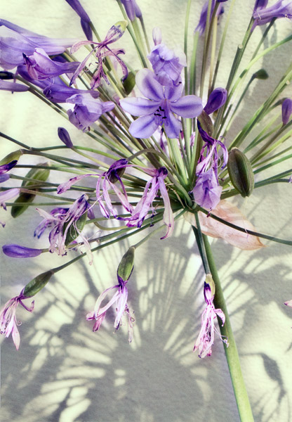 2008-07-19-Misc-2246