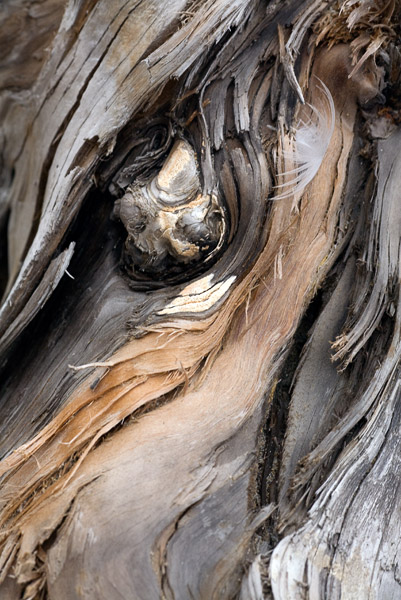 2008-07-19-PebbleBeach-7374