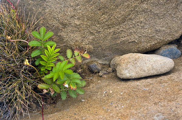 2008-07-19-PebbleBeach-7483