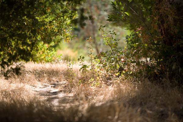 2008-08-09-Sunol-7627
