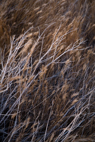 2008-09-13-Stanford-Nite-7873