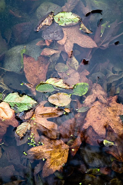 2008-11-28-sunol-8594