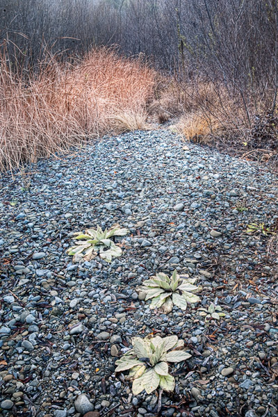 2009-01-18-sunol-9889h