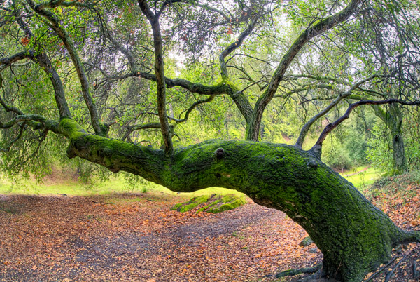 2009-01-22-sunol-9961h