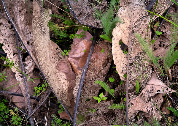 2009-02-21-sunol-0172