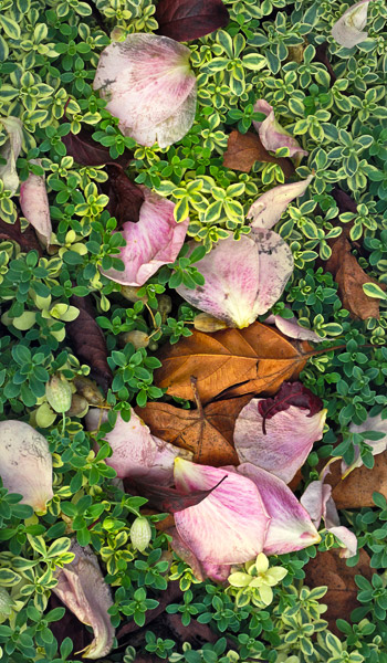 2008-11-02-Misc-0012