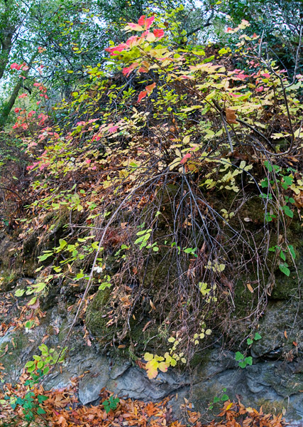 2008-10-19-Sunol-8341H
