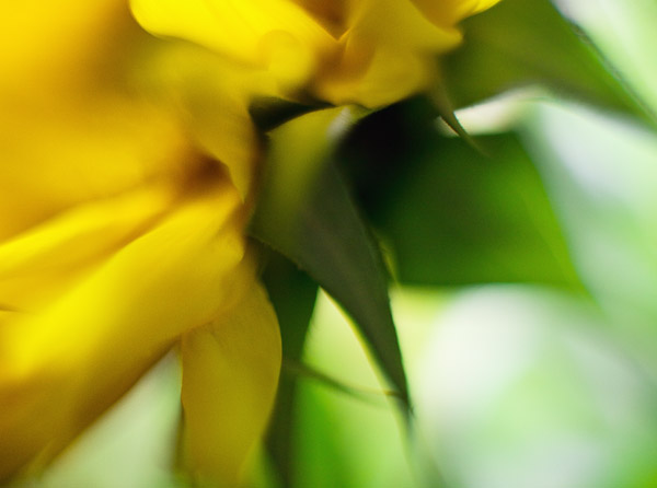 2008-11-11-Misc-8469