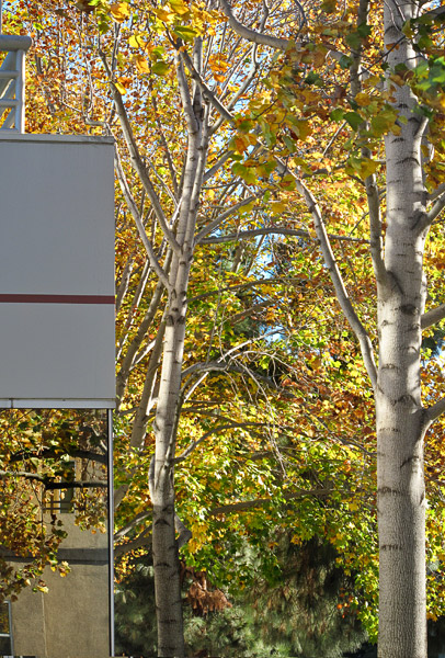 2008-11-14-Misc-0048