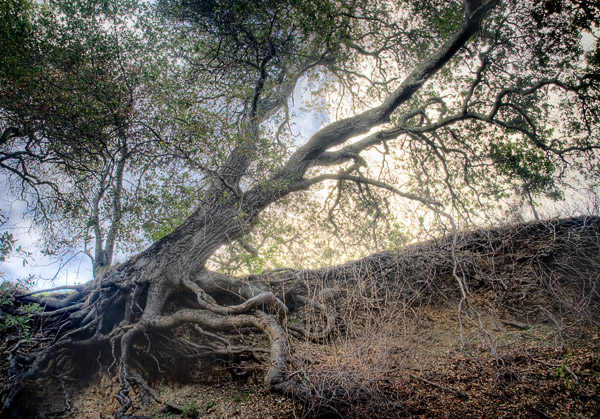 2008-12-13-Sunol-9132H