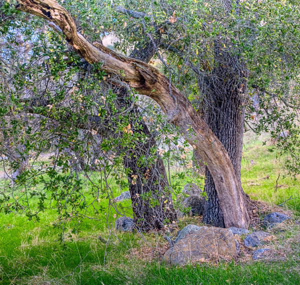2008-12-13-Sunol-9226H