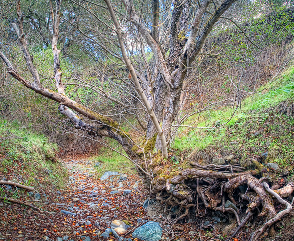 2008-12-13-Sunol-9151H