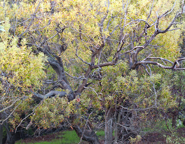 2009-01-01-Misc-0774