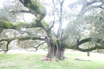 2009-12-07-Sunol-2966.jpg