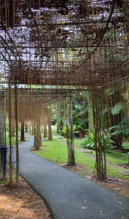 2013-02-26-Trip-Singapore-Botanical-Gardens-00990.jpg