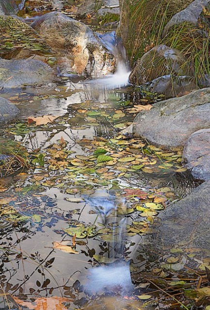 Falling_golden_leaves