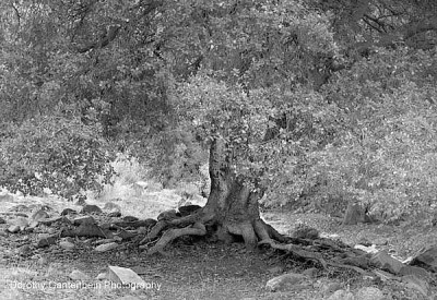oak_shot__pano_bw.jpg oak_shot__pano_bw