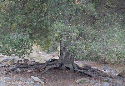 oak_shot__pano_optimized.jpg oak_shot__pano_optimized