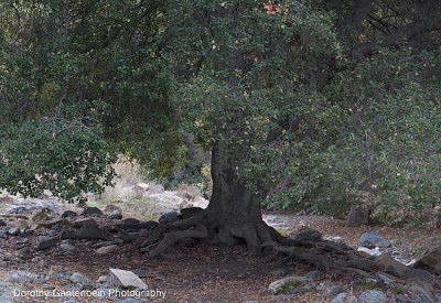 oak_shot__pano_orig.jpg oak_shot__pano_orig