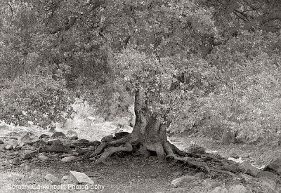 oak_shot__pano_toned.jpg oak_shot__pano_toned