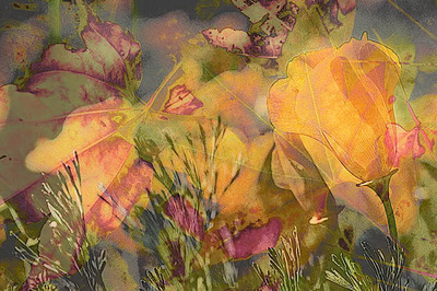 Tilden_botanical_08152004_67c